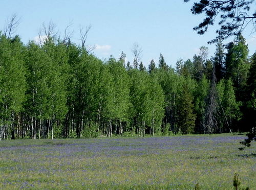 GDMBR: GDMBR: A field of Blue Penstemons.